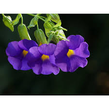 Image result for Thunbergia battiscombei