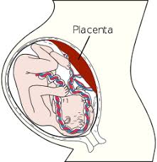 Upload, livestream, and create your own videos, all in hd. Placenta Wikipedia