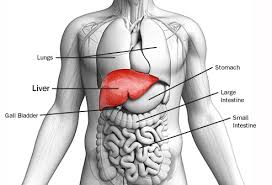 It appears reddish brown in appearance because of the immense amount of blood the liver is located in the upper right quadrant of the abdominal cavity, right below the diaphragm. Visual Guide To Liver Cancer