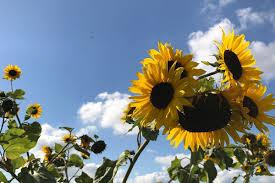 May 21, 2021 · since sunflowers grow so large—some up to 12 feet tall—they tend to have fairly large root systems. How To Grow Sunflowers Insteading