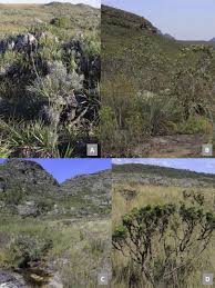 Image result for Crotalaria phylicoides