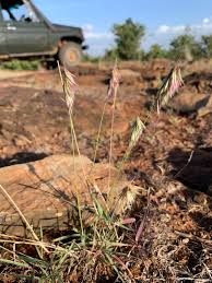 Image result for Harpachne