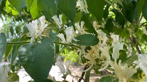 We did not find results for: Japanese Honeysuckle Amazing Color Changing Flower To Welcome Summer Cgtn