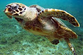 Hawksbill turtles use a variety of habitats during different stages of their life cycle, but largely inhabit nearshore foraging grounds, especially healthy coral reef habitats. 25 Facts About Hawksbill Sea Turtles Wildlife Informer