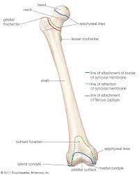 The lower leg is comprised of two bones, the tibia and the smaller fibula. Femur Definition Function Diagram Facts Britannica