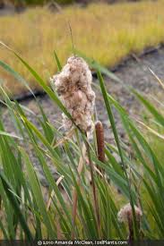 Image result for Typha