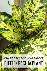 Dieffenbachia Houseplant Care Guide How To Grow An Indoor Dumb Cane Plant In 2021 Dumb Cane Plant Plants Dumb Cane