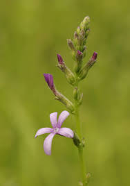 Image result for Buchnera