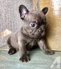 The french bulldog also affectionately known as, the frenchie, frenchie puppies, appeared during the 19th century in nottingham, england as a smaller version of the english bulldog and is often referred to as the toy english bulldog. French Bulldog Puppies For Adoption Near Me The Y Guide