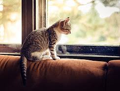 Maybe you would like to learn more about one of these? Katze Vermisst Was Tun