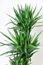 Image result for yucca gigantea en casa