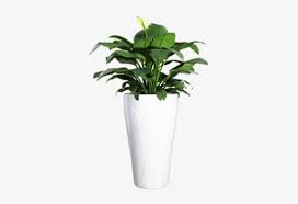 Download free tree plants png. Plant Pot Png Plant In Pot Png Transparent Png 500x500 Free Download On Nicepng