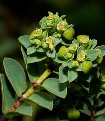 Image result for Euphorbia zambesiana