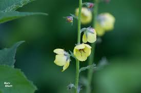Image result for Scrophulariaceae