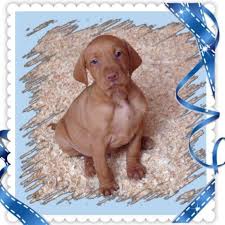 Maybe you would like to learn more about one of these? Akc Vizsla Puppies Holiday Special Price For Sale In Burlington New York Classified Americanlisted Com