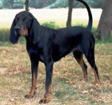 Black And Tan Virginia Foxhound Puppy Black And Tan Virginia Foxhound Image 2 The Fox And The Hound Coonhound Black And Tan