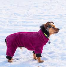 Pet boarding & kennels pet grooming pet services. Dog Boarding Near Me With Cameras Bmo Show