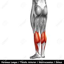 It goes from just above the knee to the heel, a two joint. Conceptual 3d Human Back Lower Leg Muscle Anatomy Isolated On Stock Photo Picture And Royalty Free Image Image 67479165