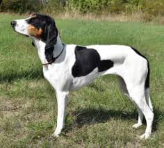 Image result for švycký honič