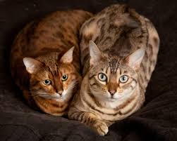 The size of these cats depends on their direct ancestors, so an individual bengal cat's size is genetically determined. How Big Is A Bengal Cat