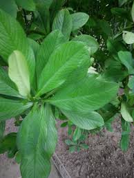 Image result for Euphorbia grantii