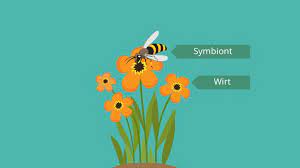Definition from wiktionary, the free dictionary. Symbiose Definition Mutualismus Allianz Mit Video