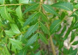 Image result for Azadirachta indica