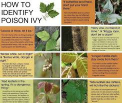 How To Identify Poison Ivy Do You Have Any Other Sayings To Add Such As Leaves Of Three Let It Be Poison Ivy Plants Identify Poison Ivy Poisonous Plants