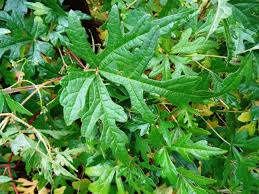 Image result for Ampelocissus multistriata
