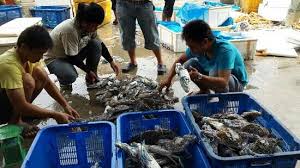 Ikan bakar oles bumbu kampar. Kumuh Bau Dan Kulinernya Mahal Banget Ulasan Pusat Perikanan Muara Angke Jakarta Indonesia Tripadvisor