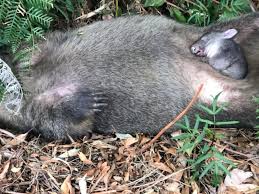 Image result for dead wombat