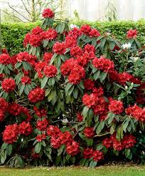 Rhododendron Taurus Specials From Spalding Bulb Planting Flowers Plants Bulb Flowers