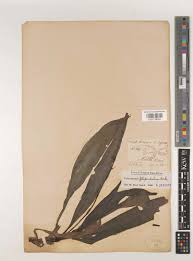 Image result for Chlorophytum filipendulum