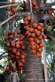 Les Fruits Du Palmier Satrana Grapes Fruit Food