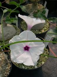 Image result for Ipomoea welwitschii