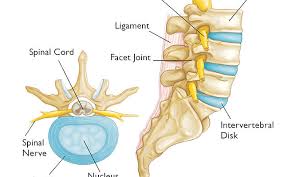 Image result for Lumbar vertebrae