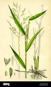 Image result for Leersia