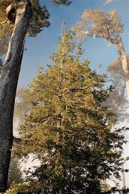 Image result for Cyphia mazoensis