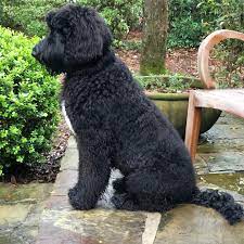 The goal of this crossbreed was to draw out the best characteristics of the. Giant Schnoodle Giant Schnauzer Poodle Mix Info Pics Facts Doggie Designer Schnoodle Schnoodle Dog Poodle Mix