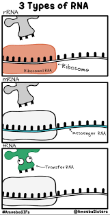 Amoebagifs Science Biology Biology Classroom Biology Teacher