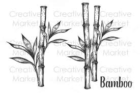 Bamboo Plant Hand Drawn How To Draw Hands Bamboo Plants Bamboo Tattoo
