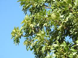 Image result for Ekebergia