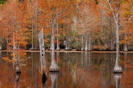 We did not find results for: Usa Georgia Cypress Trees With Wood Duck Box In The Fall At George Smith State Park Photographic Print Joanne Wells Art Com