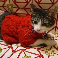 Red Sweater For Cat Cat Clothes Warm Hand Knitted Sweater Etsy Cat Sweaters Cat Clothes Cats