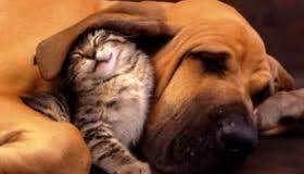 Pets at peace 2324 w holly st phoenix az 85009. Animal Watchers And More