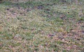 How to fix your bumpy lawn. How To Fix A Bumpy And Lumpy Lawn Rainbow Lawncare