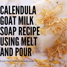 See soap making 101 for an overview. Calendula Goat Milk Soap Recipe Using Melt And Pour Experimental Homesteader