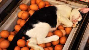 Can Cats Eat Eggs Healthy Paws Pet Insurance