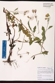 Image result for Crassocephalum crepidioides