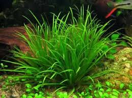 Blyxa Japonica Bamboo Plant Freshwater Plants Plants Underwater Plants